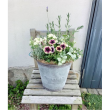 花と緑のある暮らし♪寄せ植えWork Shopを開催します！